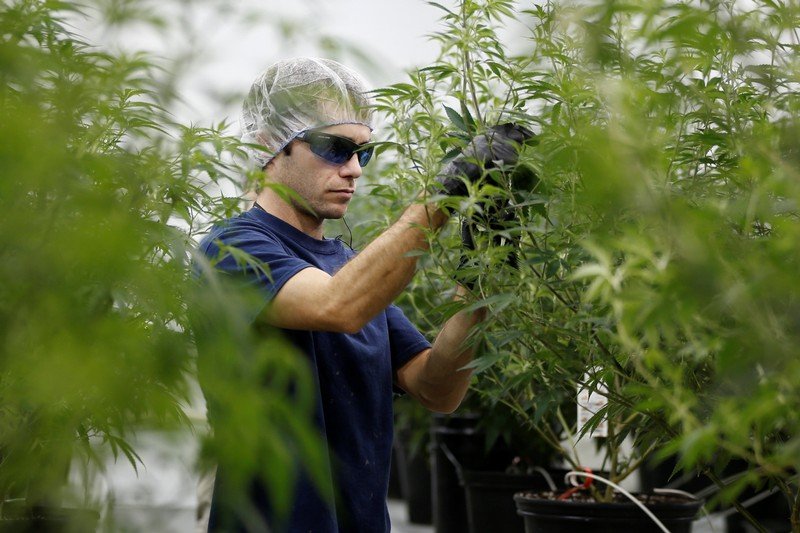 大麻産業が米国で最も成長率の高い分野と判明