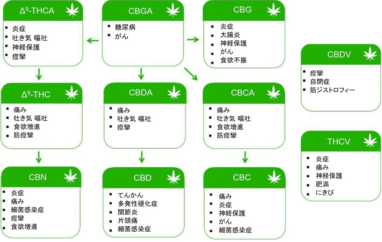 希少カンナビノイドのエビデンスの現在地 | HempTODAY Japan